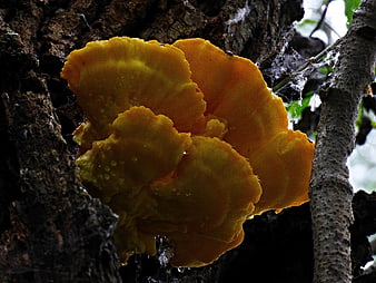 Vibrant Orange Chicken of the Woods Mushroom on Tree Bark