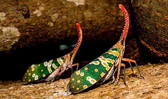 Close-up of two colorful lanternflies on tree bark