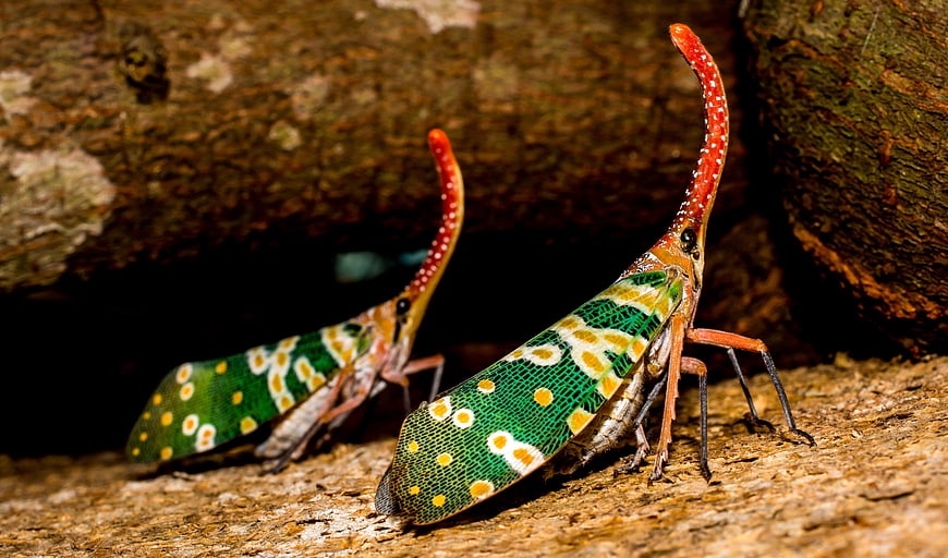 Close-up of two colorful lanternflies on tree bark