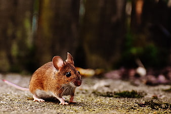 Close-up of a small brown wood mouse in a forest