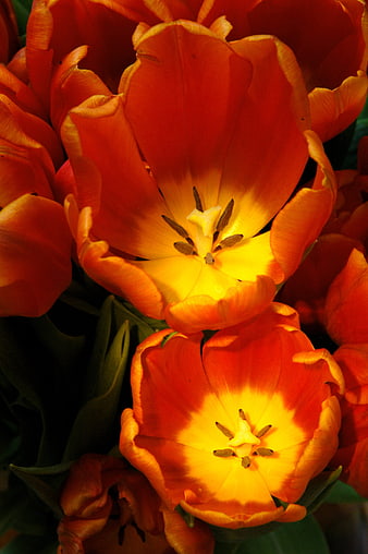 Close-up of vibrant orange and yellow tulips