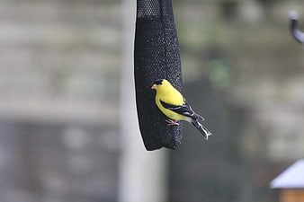 American Goldfinch on Black Mesh Bird Feeder