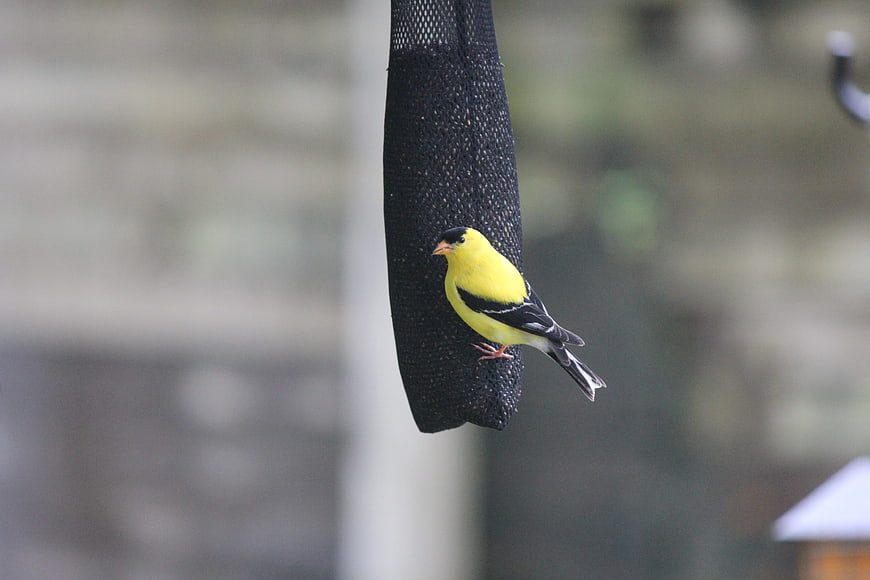 American Goldfinch on Black Mesh Bird Feeder