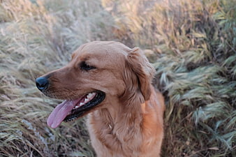 Golden Retriever Dog Panting in Tall Grass