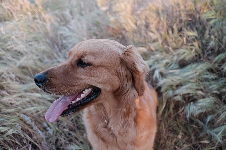 Golden Retriever Dog Panting in Tall Grass