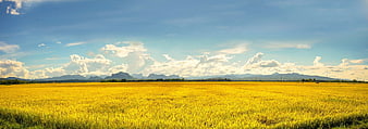 Golden Rice Field Panorama with Distant Mountains and Blue Sky