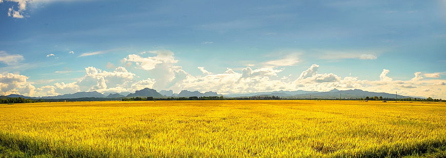 Golden Rice Field Panorama with Distant Mountains and Blue Sky