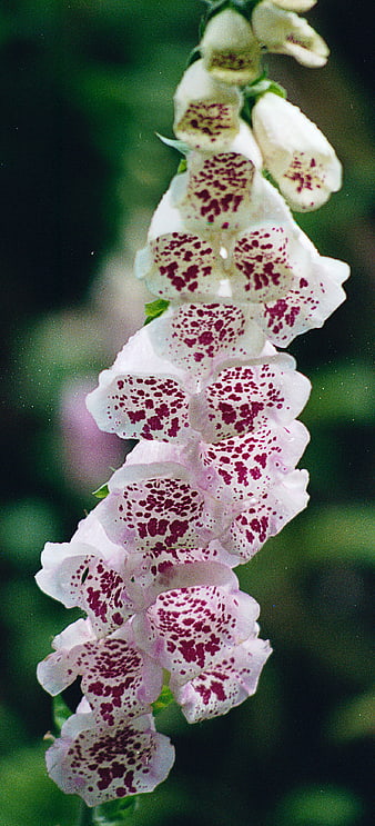 Close-up of white spotted foxglove flowers on green background