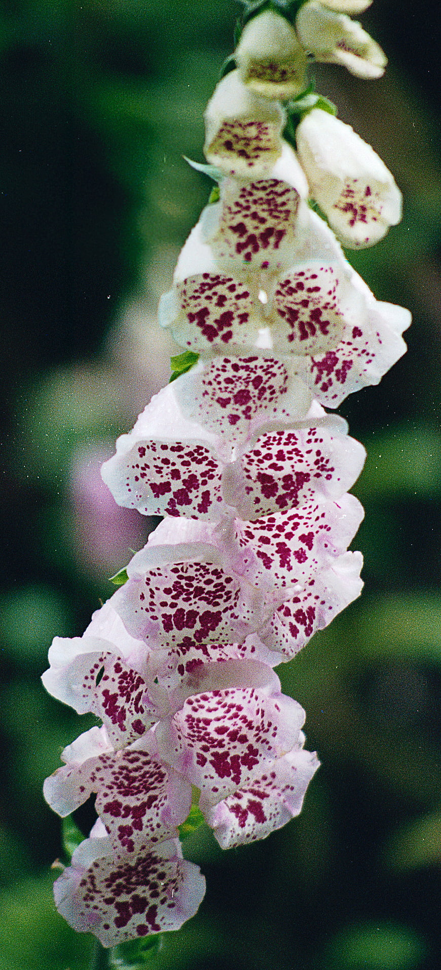 Close-up of white spotted foxglove flowers on green background