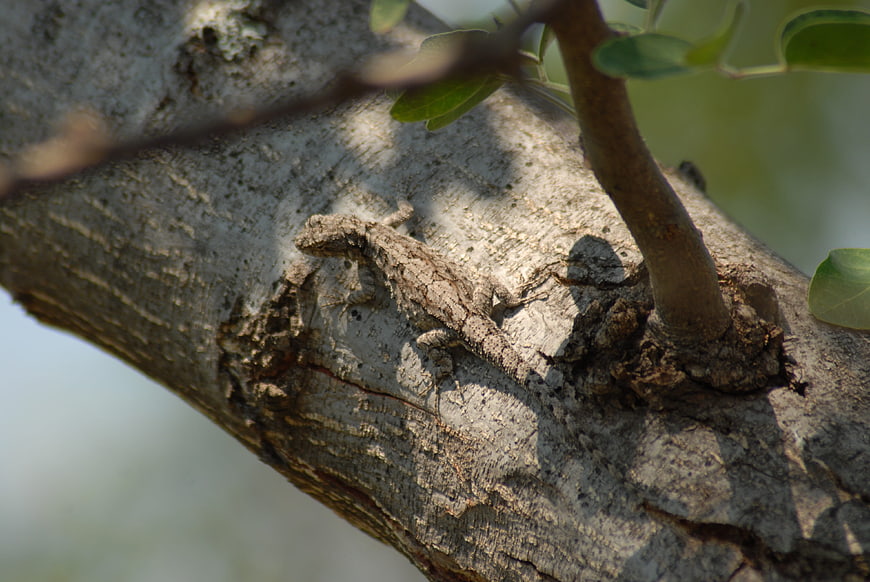 Camouflaged Lizard on Tree Bark in Natural Habitat
