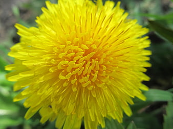 Close-up of a bright yellow dandelion flower in bloom