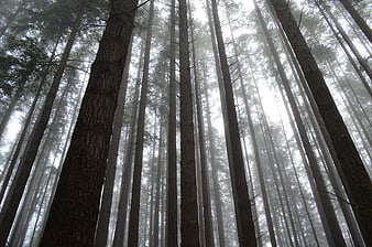 Misty Forest Canopy with Tall Pine Trees