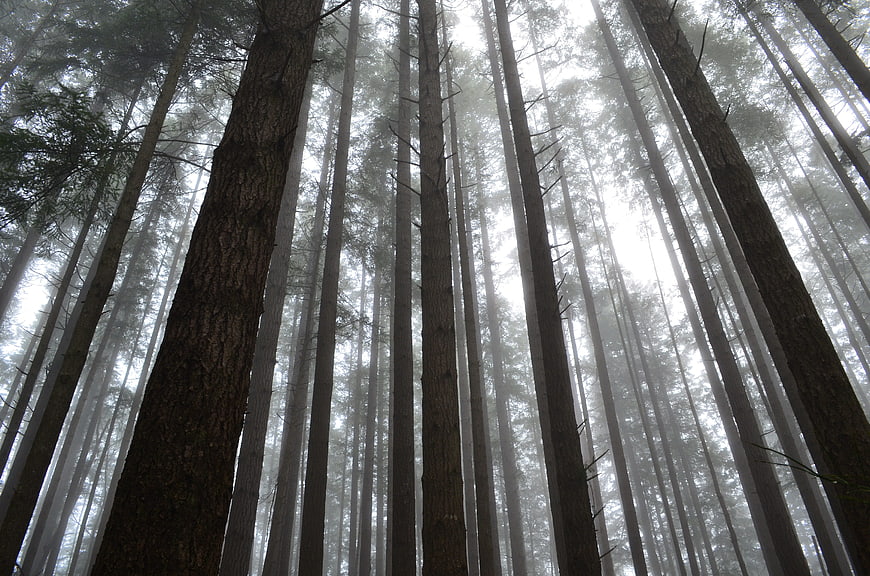 Misty Forest Canopy with Tall Pine Trees
