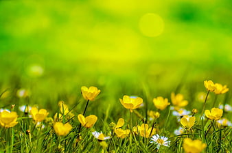 Yellow Buttercups and Daisies in a Sunny Green Meadow