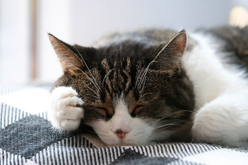 Sleeping Tabby Cat Covering Eye with Paw