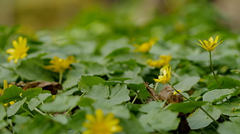 Yellow Fritillaria Flowers in Spring Forest Undergrowth