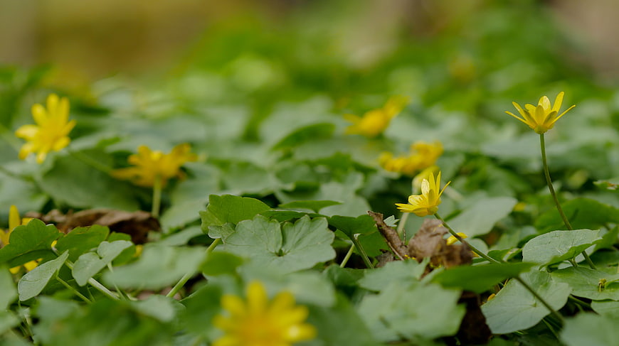 Yellow Fritillaria Flowers in Spring Forest Undergrowth