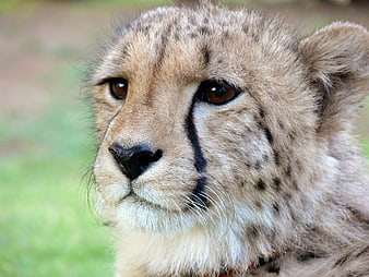 Close-up portrait of a cheetah with tear marks and intense gaze