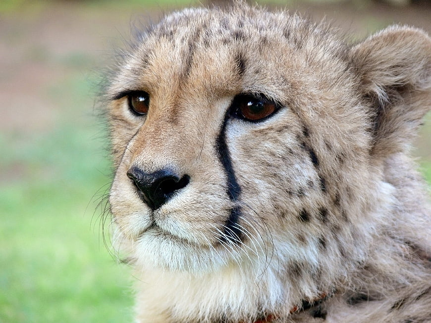 Close-up portrait of a cheetah with tear marks and intense gaze