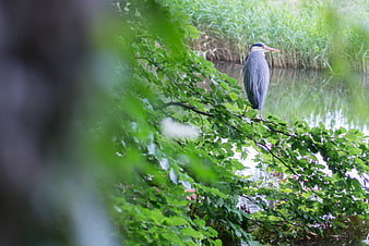 Grey Heron Perched on Branch by Lake