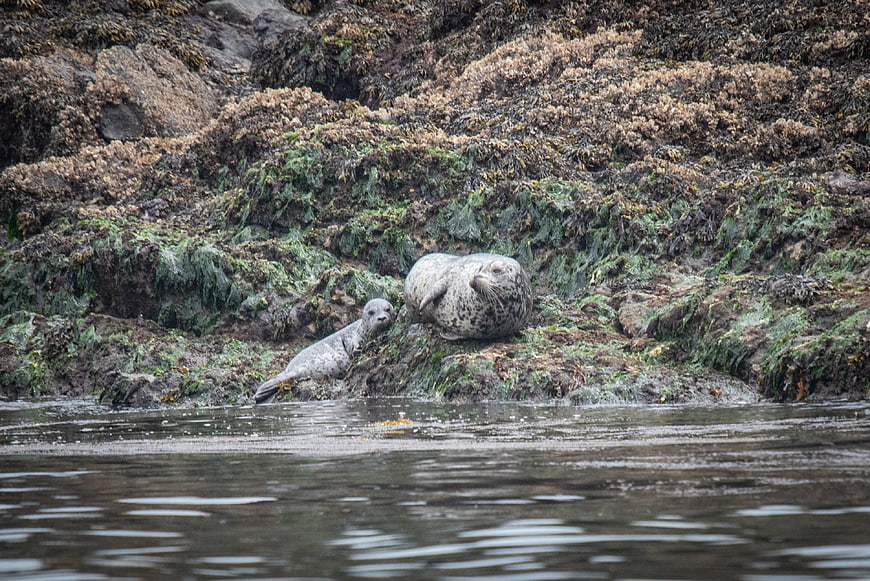 Grey Seals Resting on Mossy Rocks by the Water