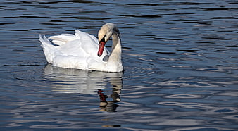 Mute Swan Swimming in Calm Water with Reflection