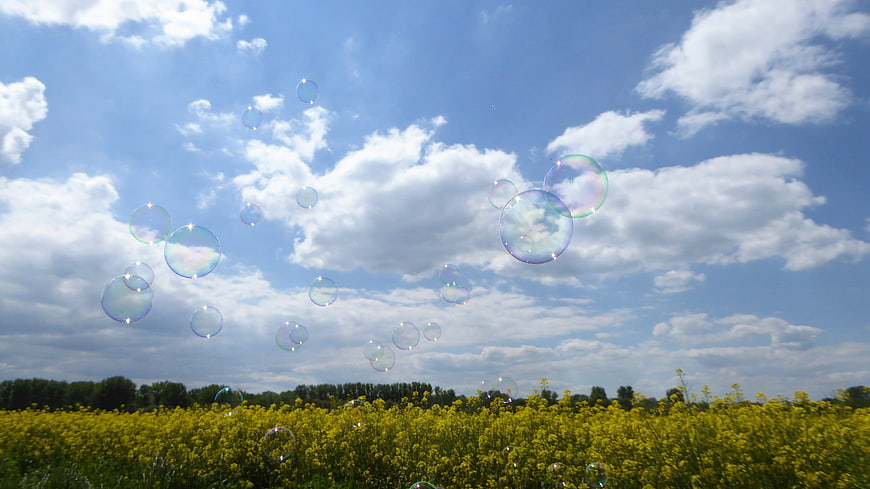 Soap bubbles floating over yellow rapeseed field