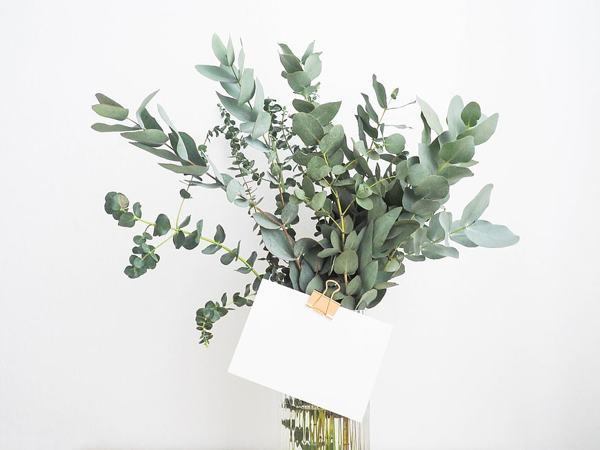 Eucalyptus branches in glass vase with blank white card