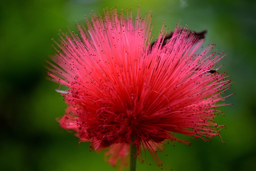 Close-up of vibrant red mimosa flower against green background