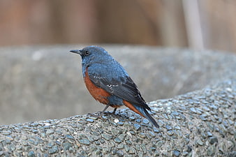 Blue Rock Thrush Perched On Textured Stone Wall