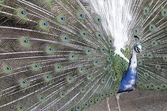 White Peacock Displaying Full Tail Feathers