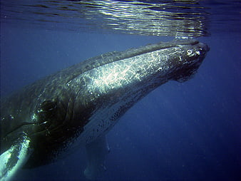 Humpback Whale Head Underwater Close Up