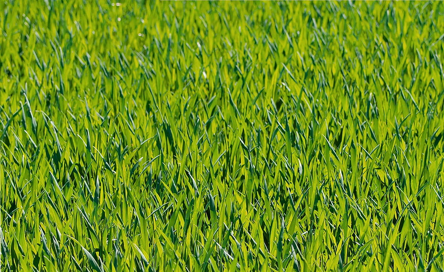 Vibrant Green Wheat Field Close-Up Texture