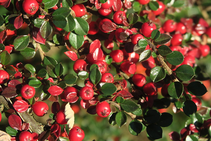 Close-up of vibrant red berries and green leaves on a bush