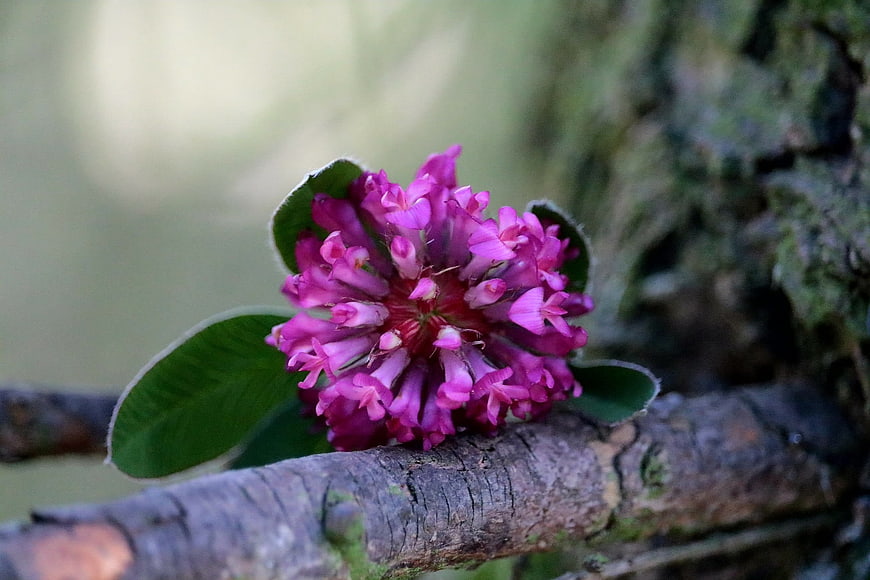 Close-up of vibrant pink clover flower on a textured branch