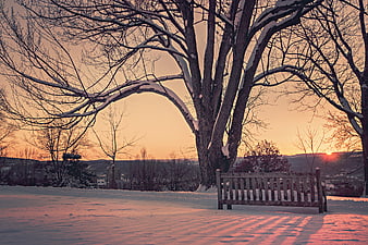 Snowy Park Bench at Sunset with Bare Trees