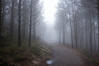 Misty forest path with tall pine trees and gravel trail