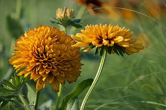 Close-up of vibrant orange flowers in a green field