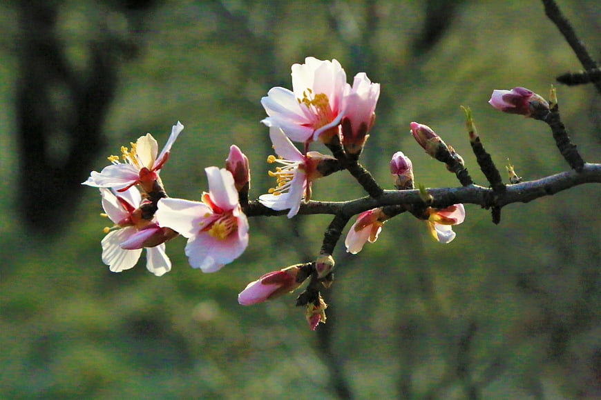 Pink almond blossoms on a branch in spring