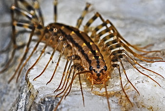 Close-up of a House Centipede on a Stone Surface