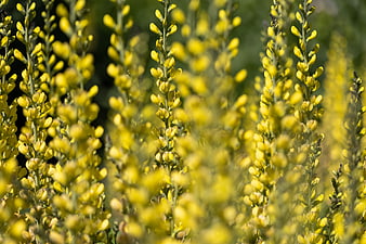 Close-up of yellow flowering plants in a garden
