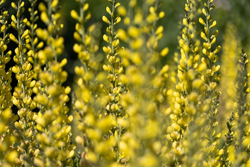 Close-up of yellow flowering plants in a garden