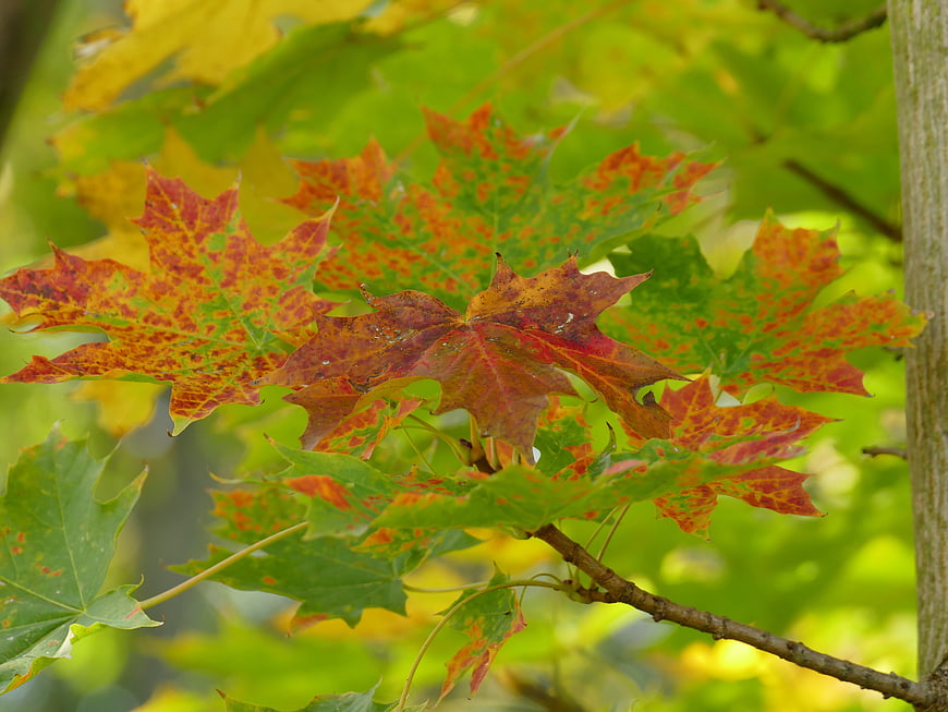 Close-up of colorful maple leaves transitioning in autumn