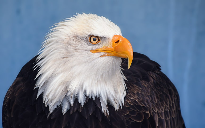 Close-up portrait of a bald eagle head with blue background