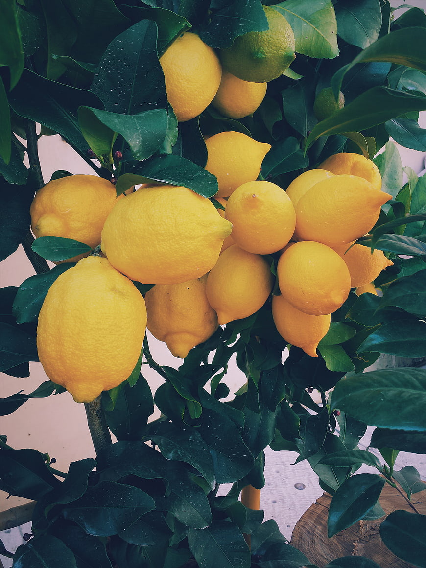 Cluster of ripe yellow lemons on a tree branch
