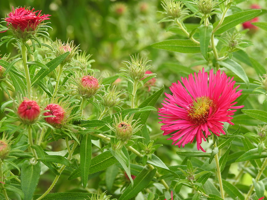 Vibrant Pink Aster Flower in Green Garden