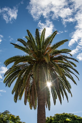 Tall Palm Tree Against Blue Sky with Sun Flare