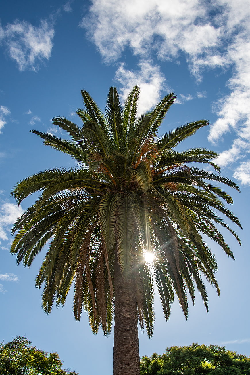 Tall Palm Tree Against Blue Sky with Sun Flare