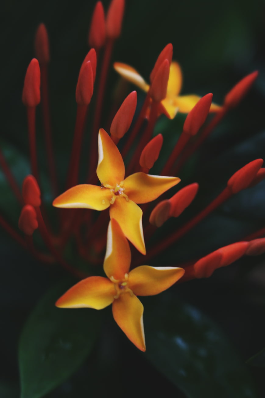 Close-up of vibrant orange Ixora flowers with red buds