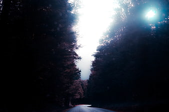 Dark Forest Road with Bright Sunlight and Lens Flare